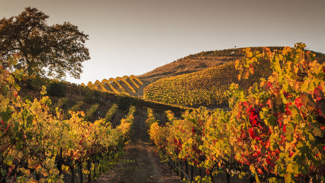 Autumn Sunset in a Hilly Vineyard