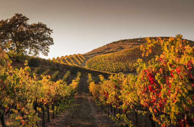 Autumn Sunset in a Hilly Vineyard