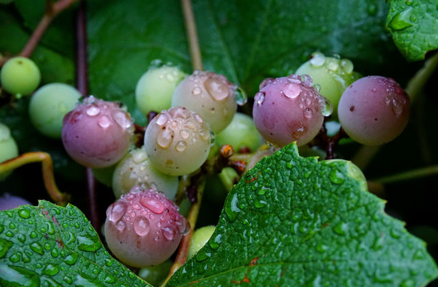 grapes