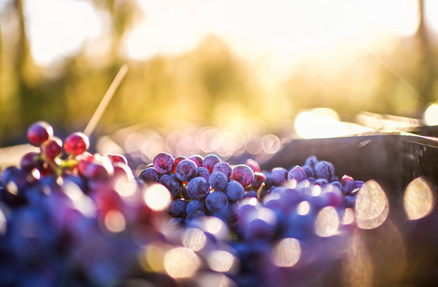 Grapes after being harvested