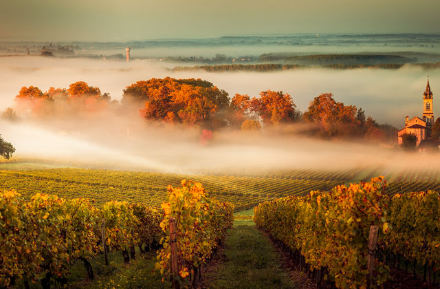 Sunset landscape bordeaux wineyard france