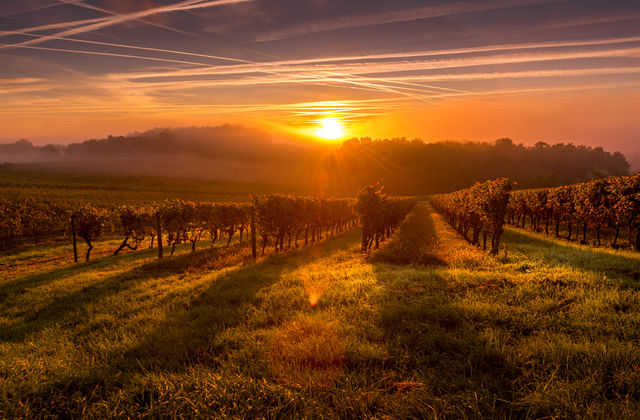 Beautiful Sunset landscape bordeaux wineyard france